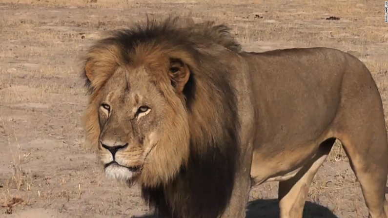 La muerte del león Cecil