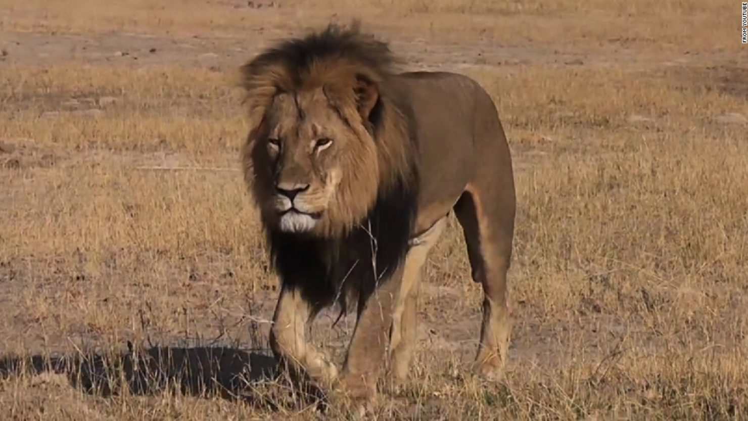 Un dentista estadounidense está en el centro de la polémica por matar a Cecil, el león más querido de Zimbabwe.