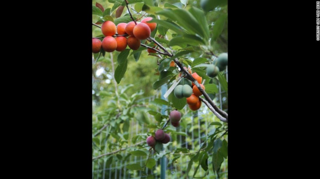 Lo interesante de esta variedad de árbol es ver cómo frutas de diferentes colores y estructuras pueden crecer al lado de la otra.