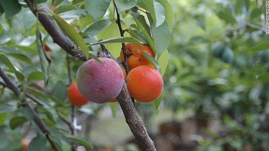 Van Aken ha trabajado con más de 250 variedades frutales en este proyecto.