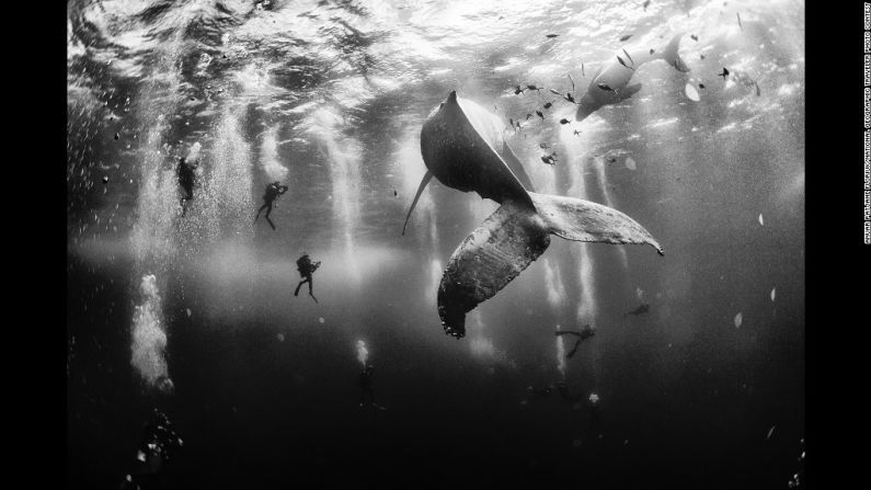 Primer premio: "Whale Whisperers" por Anuar Patjane Floriuk. El National Geographic Traveler Photo Contest de este año recibió más de 17.000 imágenes de fotógrafos alrededor del mundo. El ganador del primer premio, Anuar Patjane Floriuk, participará en un viaje de ocho días "National Geographic Photo Expedition" a Costa Rica y el canal de Panamá. Así es como él describe su foto ganadora: "Bucear con una ballena jorobada y su cría recién nacida mientras se desplazan por Roca Partida... en las islas Revillagigedo, México. Este es un lugar extraordinario y único lleno de vida oceánica, así que necesitamos acelerar la incorporación de las islas a la UNESCO como un patrimonio natural, a fin de aumentar la protección de las islas en contra de las compañías de pesca ilegal y la pesca al brumeo que prevalecen".