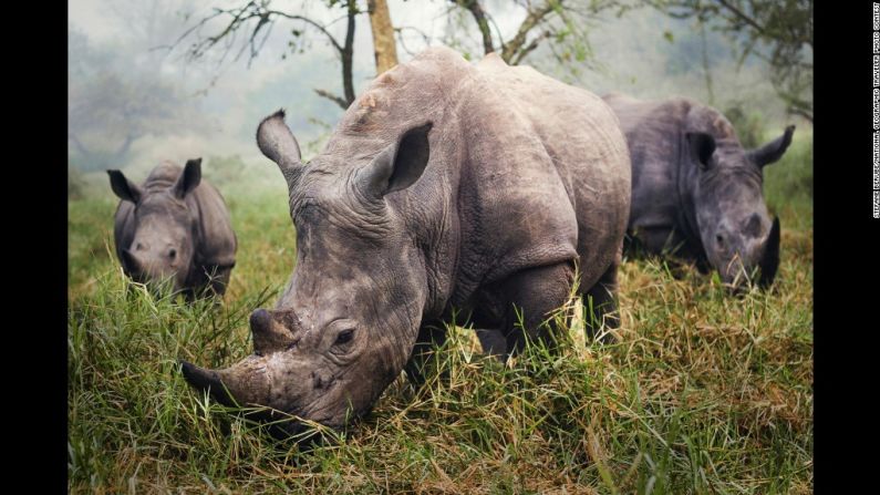 Mención especial: "White Rhinos", por Stefane Berube. "La noche antes de esta fotografía, tratamos todo el día de tomar una buena fotografía del rinoceronte blanco que se encuentra en peligro de extinción", dijo Berube. "Escondernos cuidadosamente entre la grama, tratar de mantener una distancia de 9 metros para estar seguros no me dio la foto que esperaba. Sin embargo, en la mañana, desperté para encontrar a los tres rinocerontes pastando frente a mí". Esta foto fue tomada en el santuario de rinocerontes Ziwa en Uganda.