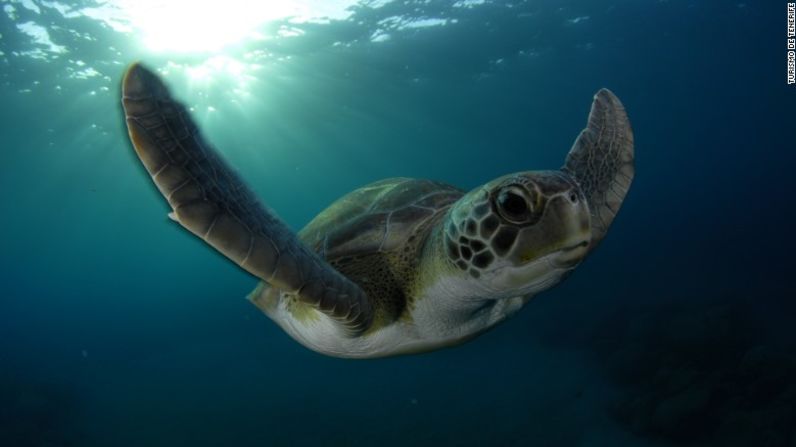 Biodiversidad: Tenerife es el hábitat de 50 especies nativas, las que incluyen cinco tipos de tortugas, entre ellas la tortuga boba.