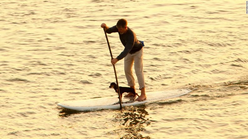 Pareciera como si el surf de remo hubiera sido diseñado para acompañantes caninos: elige un día ultra calmado para que tu cachorro pueda desarrollar la habilidad de mantener su balance.