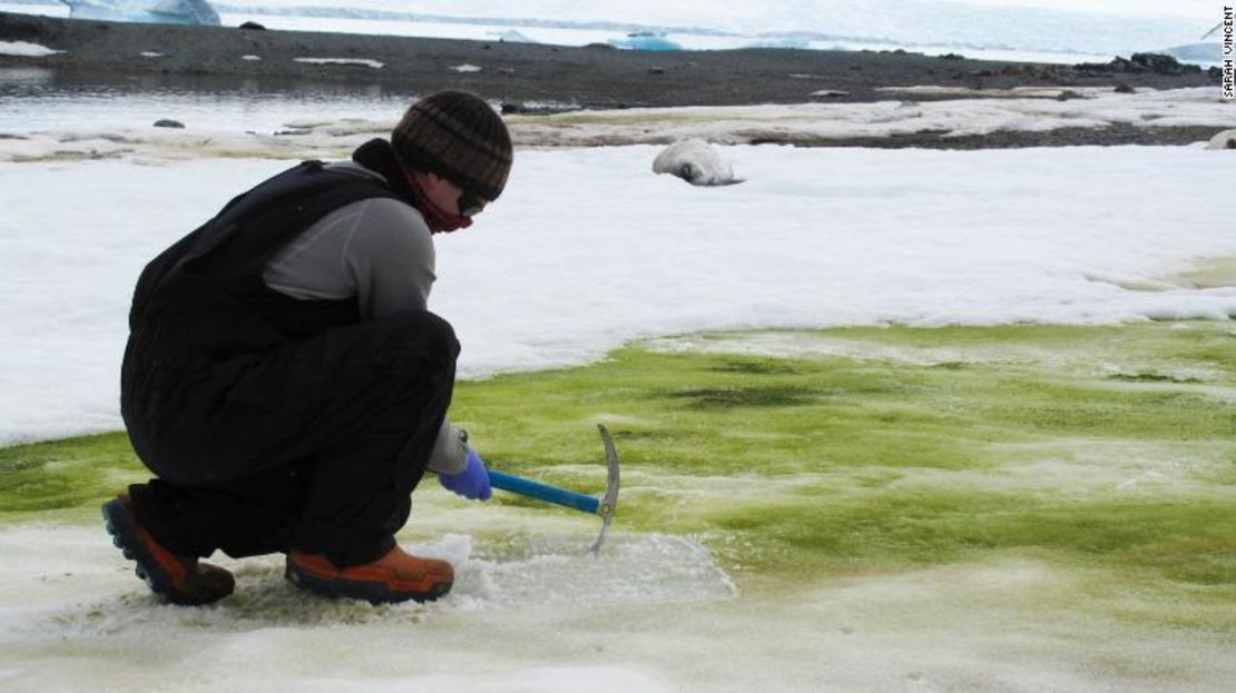 El investigador Matt Davey saca muestras de algas de nieve en la isla Lagoon, Antártida, en 2018.