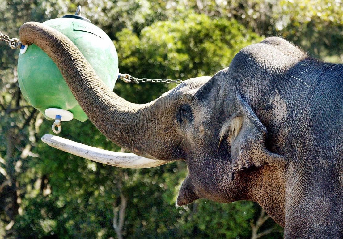 "Heman", un elefante asiático de 47 años juega con su bola de 35 kilogramos en el zoológico de Sidney.