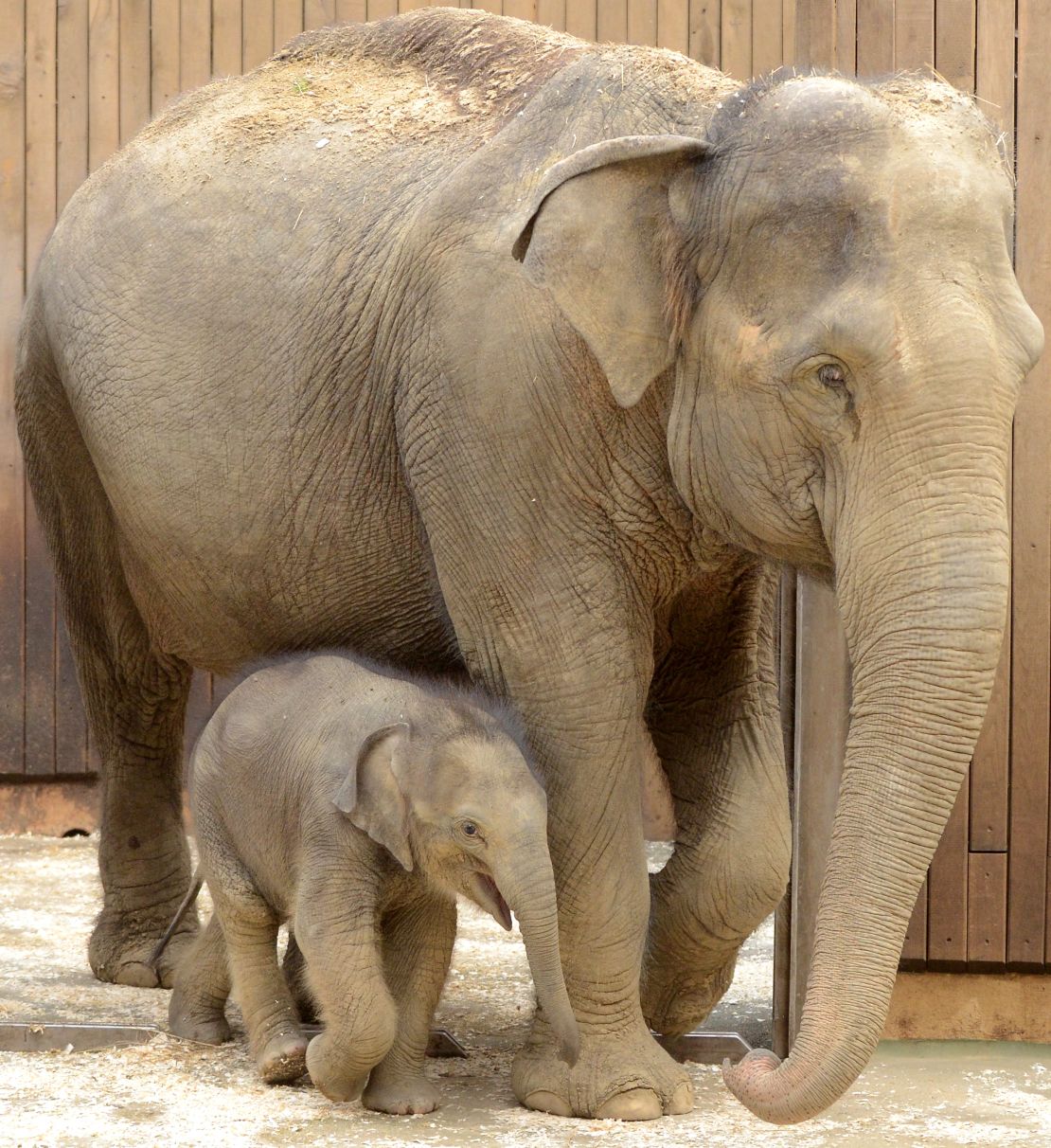 Johti, una elefante de 44 años juega con su bebé recién nacido en el zoológico de Ostrava, en República Checa.