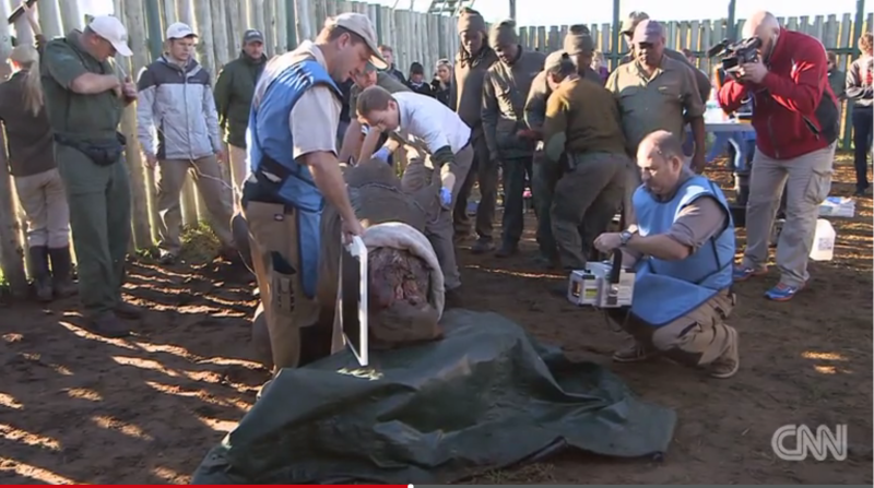 La organización Saving the Survivors, dedicada a ayudar a los rinocerontes heridos, está cuidando de Hope.