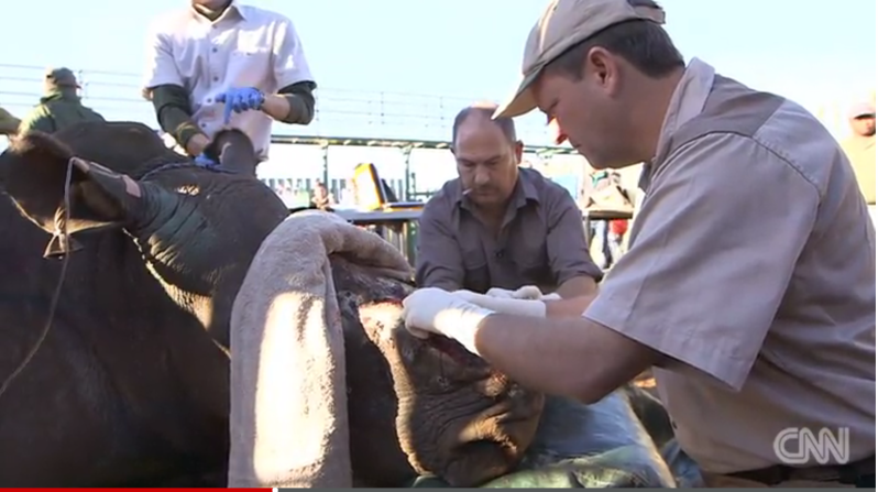 La piel para la rinoceronte Hope vino de un taxidermista, quien la obtuvo de un elefante que había muerto de causas naturales.