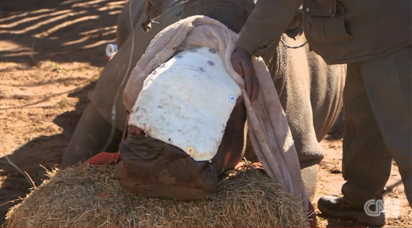 Los cazadores furtivos eliminaron la mayor parte de los huesos subyacentes de la rinoceronte, y solo dejaron los tejidos blandos. Ahora, la piel de elefante es una esperanza para Hope.