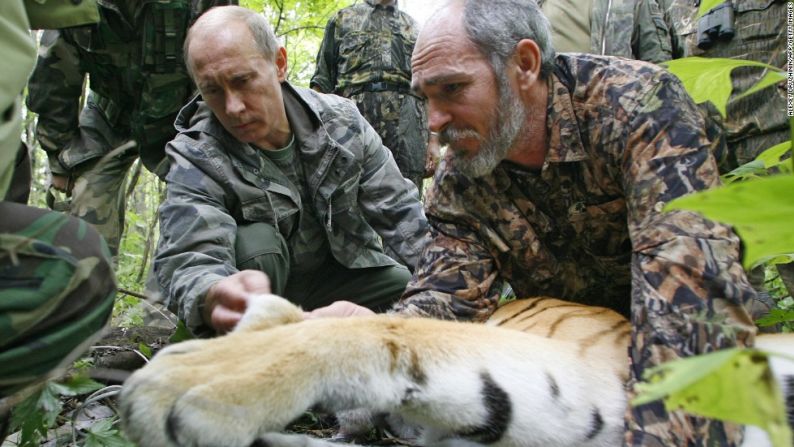 Asistido por un científico ruso, Putin arregla un transmisor satelital de un tigre durante su visita a la reserva forestal de la Academia Rusa de Ciencias en el Lejano Este el 31 de agosto de 2008.