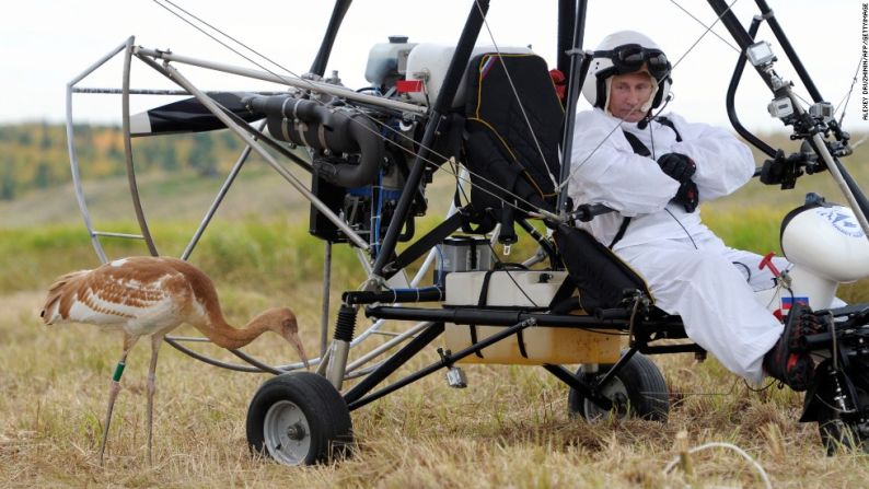 El presidente ruso observa un ave durante un experimento llamado “El vuelo de la libertad” el 5 de septiembre de 2012, en el que piloteó un planeador de caída, ayudando a liderar el vuelo de los pájaros. Esto hizo parte de un proyecto para salvar esta rara especie.