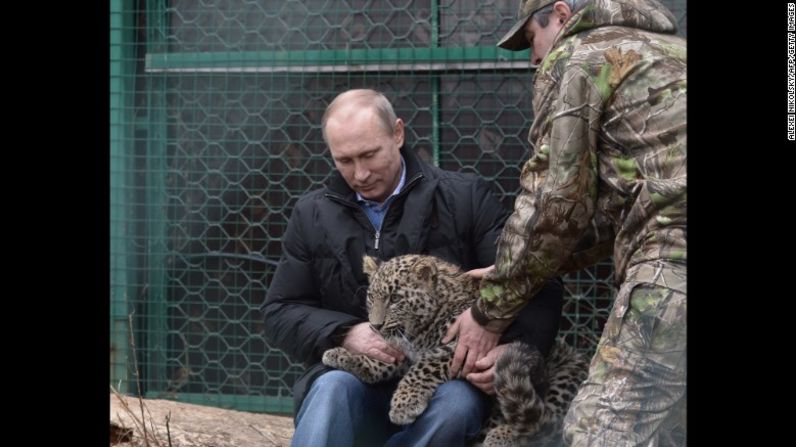 Putin sostiene un cachorro de leopardo persa en febrero de 2014 en el centro turístico del Mar Negro de Sochi. Quizá fue el más importante voto en la selección de la mascota de los juegos olímpicos cuando Putin dijo que quería que un leopardo representara los Juegos de Invierno de 2014.