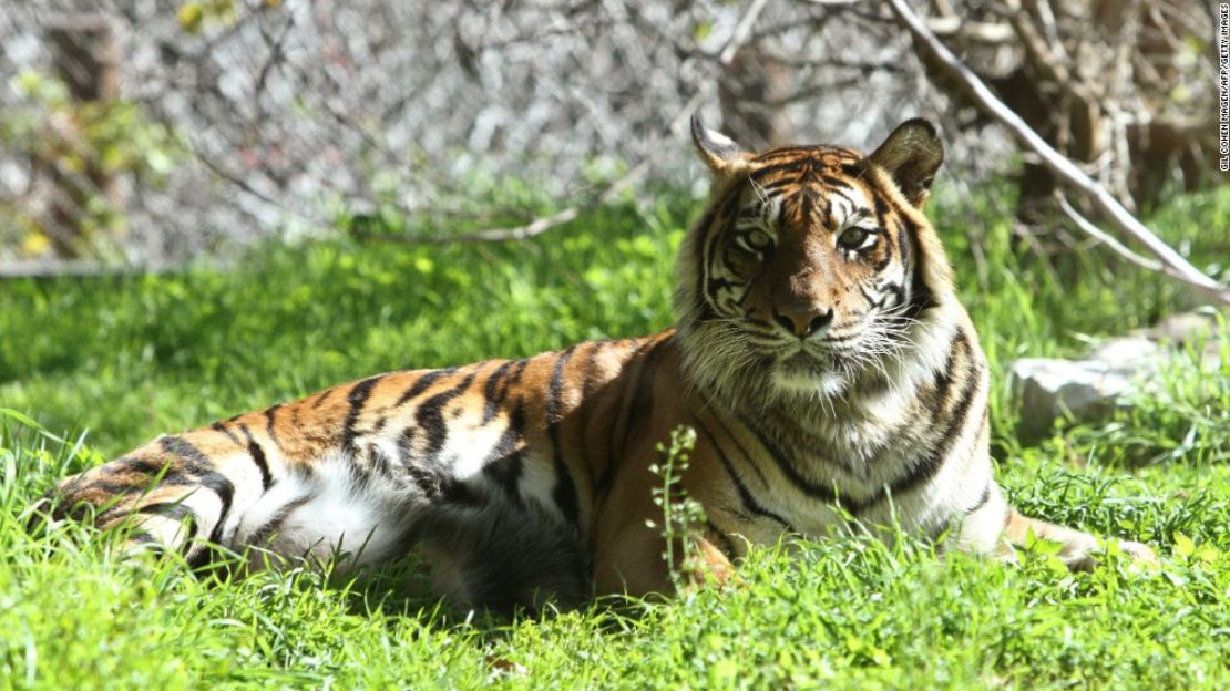 Los tigres de Sumatra son una subespecie de Indonesia en peligro crítico de extinción.