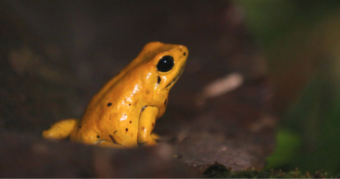 Phyllobates terribili o rana dorada venenosa.