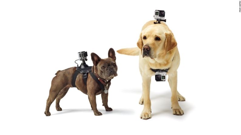 Colócale una cámara GoPro a tu mascota con uno de estos arneses especiales y obtén una perspectiva de un perro la próxima vez que camines o corras.