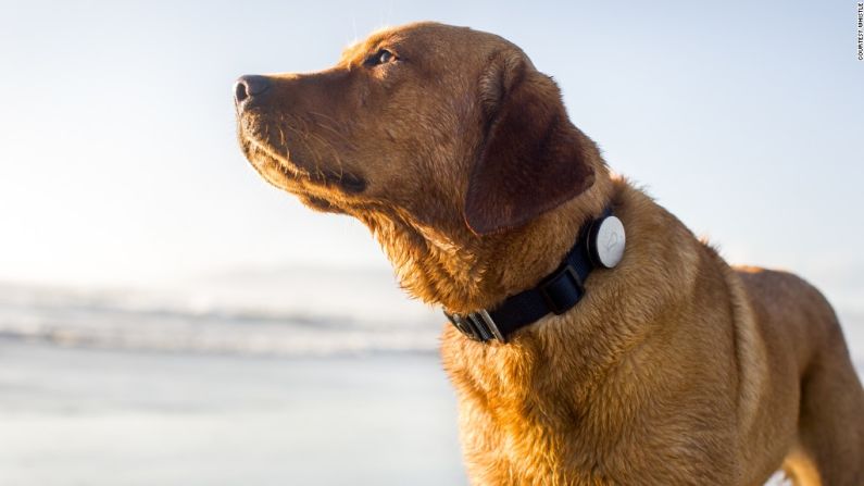 Este dispositivo Whistle con tecnología GPS permite que los dueños de mascotas rastreen el nivel de actividad de su perro, incluyendo la distancia recorrida y la ubicación. El monitor se coloca en los collares de los perros.