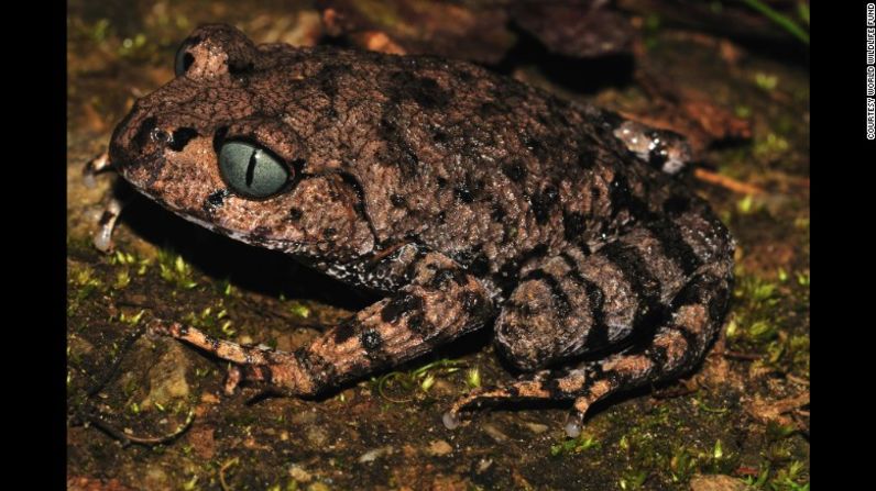 La nueva especie de rana Leptobrachium bompu, tiene los ojos gris y azules con una pupila negra vertical.