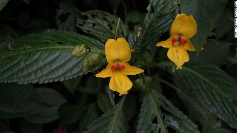 Flor salvaje Impatiens lohitensis, una de las seis nuevas plantas descubiertas.