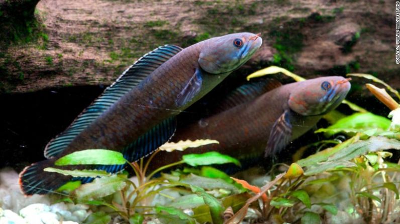 Otra especie descubierta: el pez 'Drácula', cabeza de serpiente, o Channa andrao, puede respirar aire y sobrevivir en la tierra hasta por cuatro días.