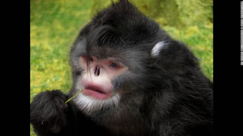Desde el pez 'drácula' hasta monos de nariz chata: nuevas especies encontradas en los himalayas | cnn