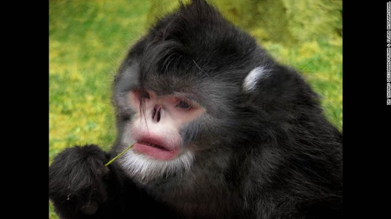 El mono de nariz chata birmano aparece aquí en una imagen digital. Solo recientemente se lo pudo fotografiar.