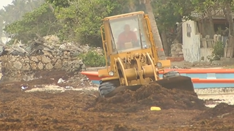 Masiva invasión de algas en playas de república dominicana pone en alerta a las autoridades | cnn