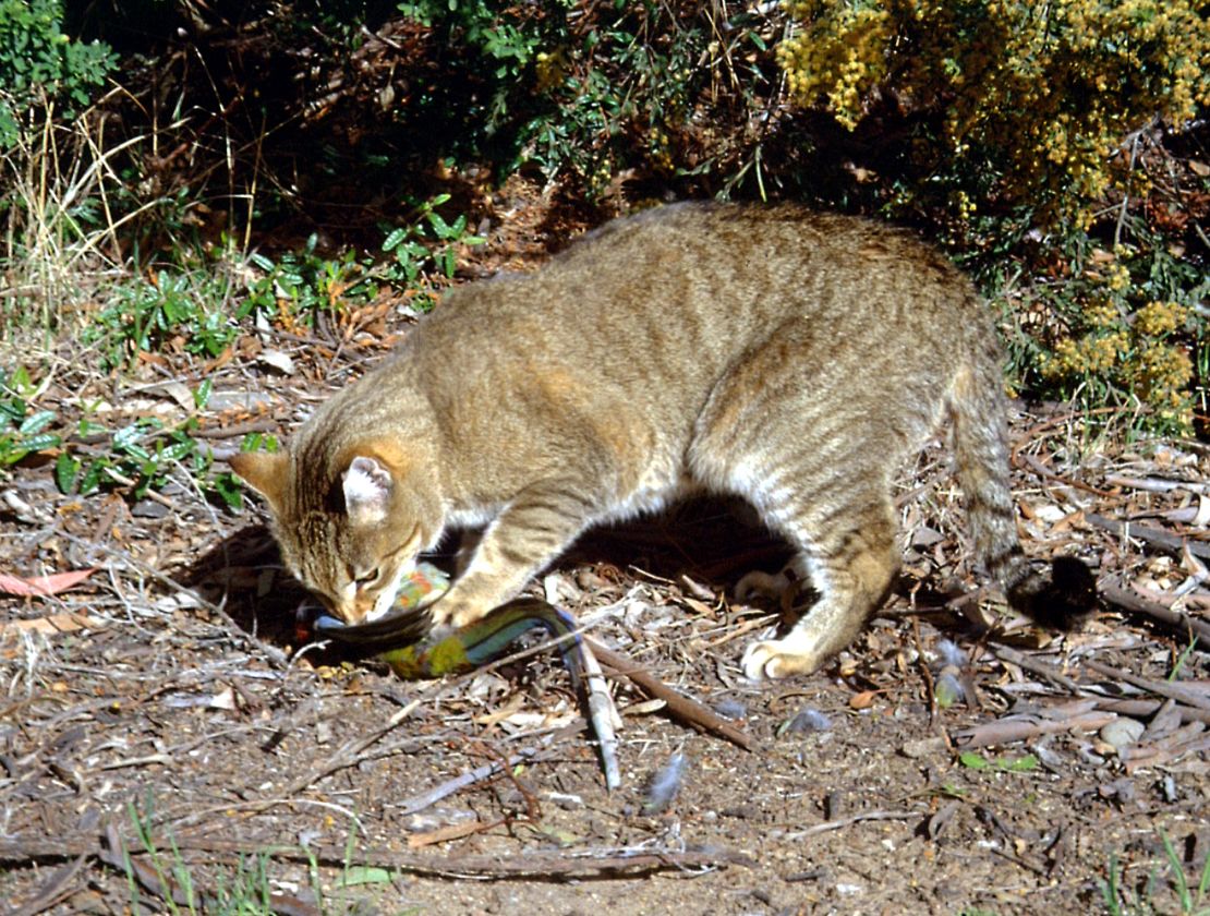 CNNE 219356 - scary-cat