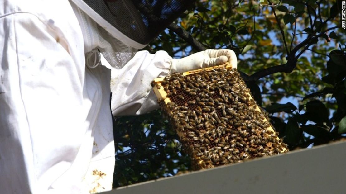 Las 35.000 abejas que consideran como su hogar el jardín de la Casa Blanca se preparan para el invierno.