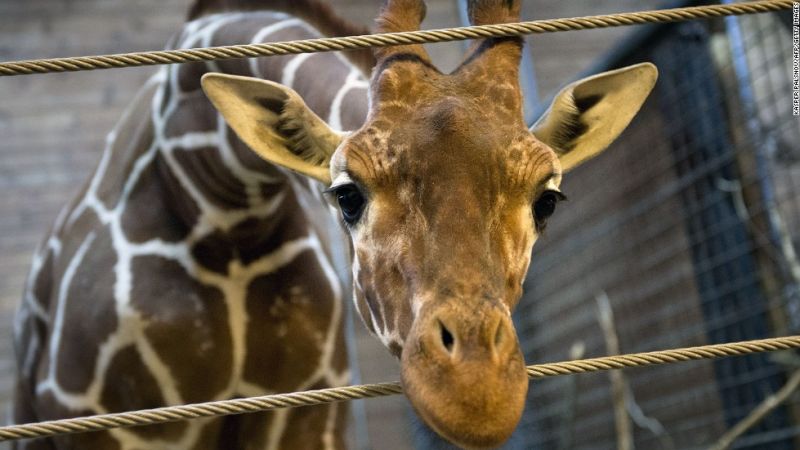 Un elefante y una jirafa bebé huérfanos son los mejores amigos en esta reserva en Nairobi | CNN