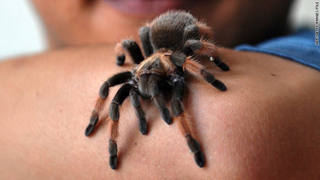 CNNE 223822 - tarantulas