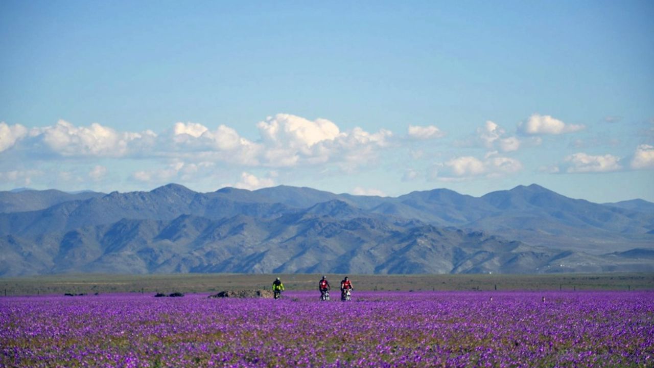 CNNE 223982 - chile-desert-blooming