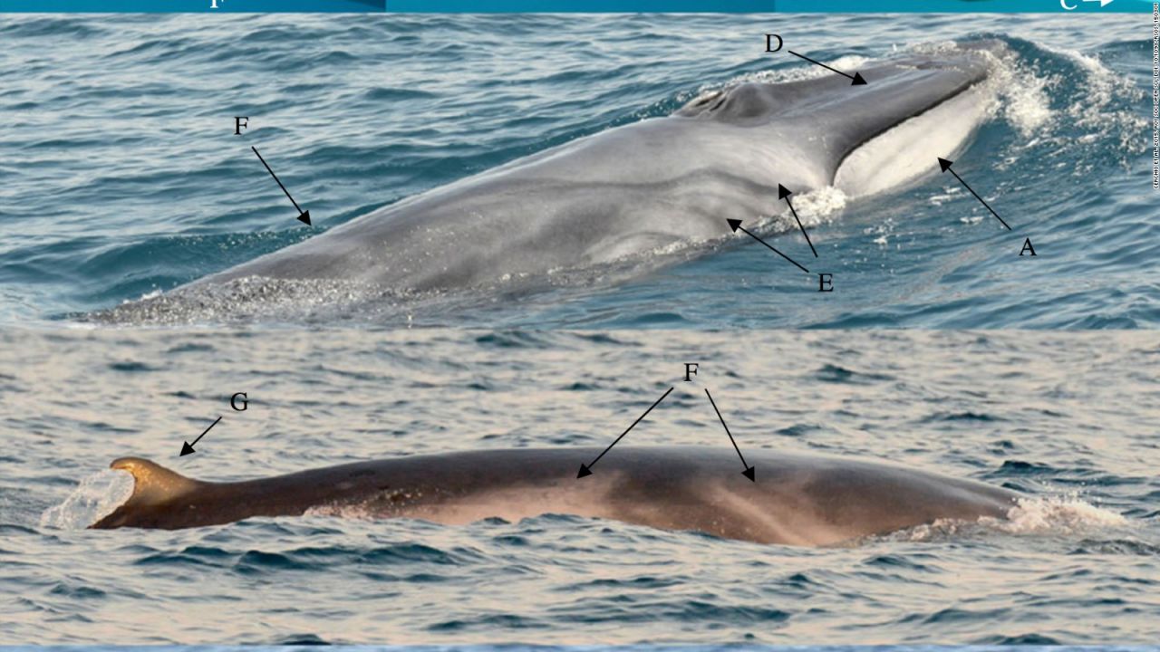 Así se ve la elusiva ballena Omura