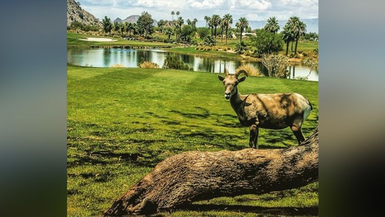 SilverRock Resort, California, Estados Unidos – Mientras que algunos golfistas en ciertas partes del mundo han sido ahuyentados del campo por lagartos, @rmuggs descubrió un intruso mucho menos atemorizante en su juego. El borrego cimarrón incluso se tomó el tiempo para posar y sonreír para la cámara.