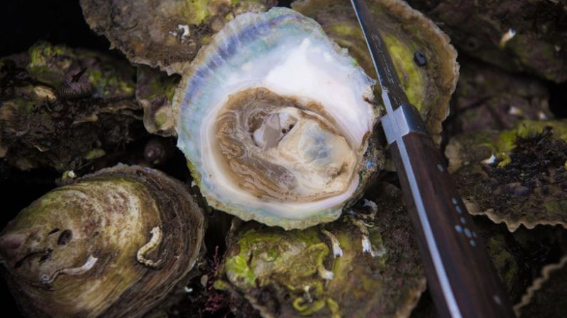 Gustos raros – Limfjorden, un paso de poca profundidad en la parte norte de la península de Jutlandia de Dinamarca, es el hogar de la más grande población silvestre que queda de las valoradas ostras planas europeas.