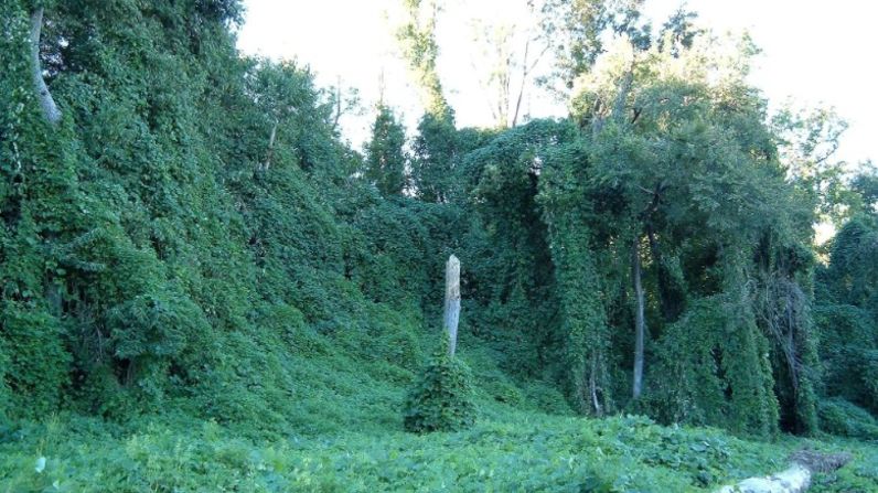 La hierba japonesa, kudzu, queda muy bien si se prepara en quiché y en jalea.