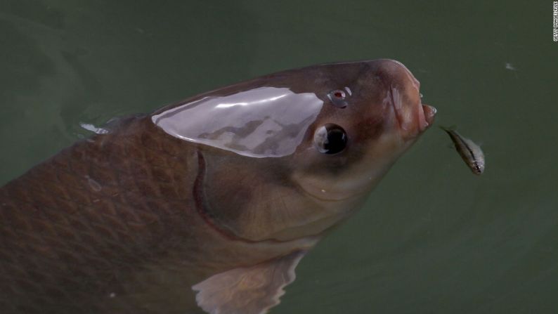 La carpa asiática invasora es una amenaza para las especies autóctonas de los estados de los Grandes Lagos y los pescadores locales han sido alertados en cuanto a su potencial culinario.