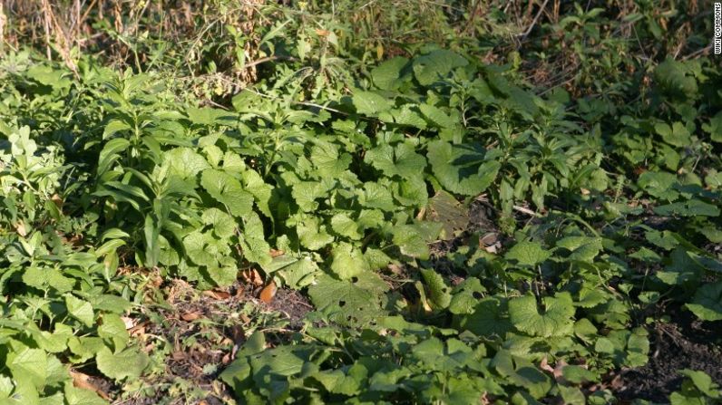 Una especie agresiva euroasiática de la aliaria se ha extendido a través de Estados Unidos. Esta puede ser espléndida para el pesto.