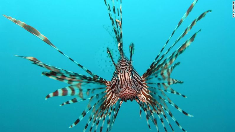 Los pez león han invadido la costa este de Estados Unidos. Lo bueno es que su carne sabe muy bien en sushi. Mira en esta galería algunos animales y plantas invasores que puedes comer, a la vez que ayudas al medio ambiente.