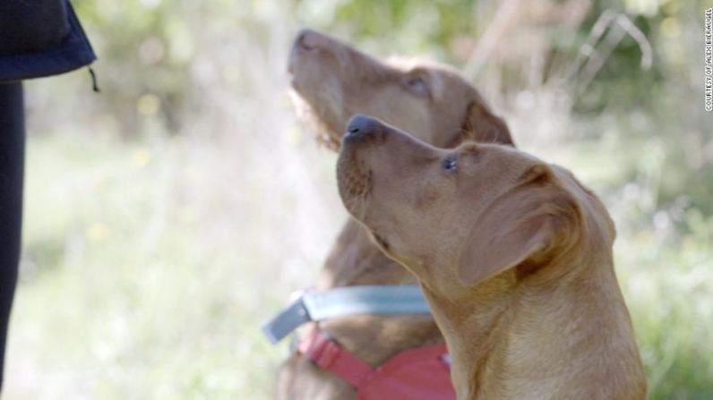 La organización 'Perros de Detección Médica' cuenta con ocho perros que olfatean 3.000 muestras de orina de pacientes del Servicio Nacional de Salud británico. (Cortesía: Alex Bieraugel).