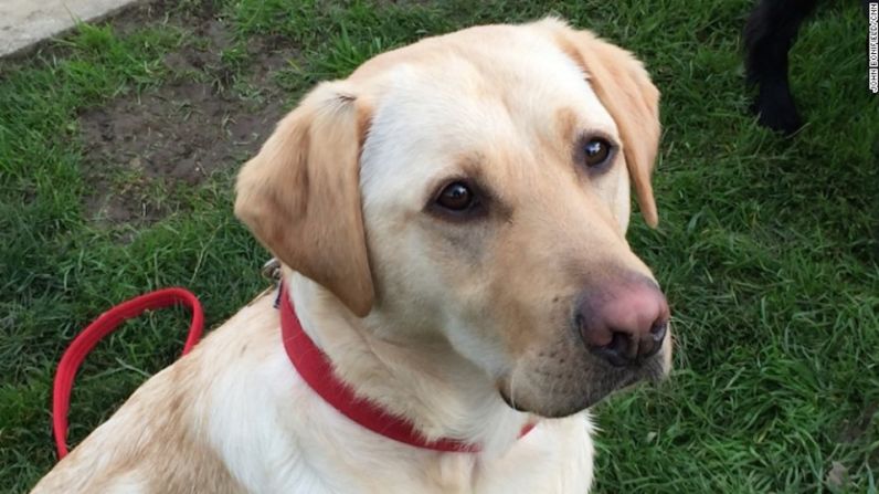 Kiwi, una labrador amarilla, fue perra guía. Los perros cazadores como ella son fáciles de entrenar.