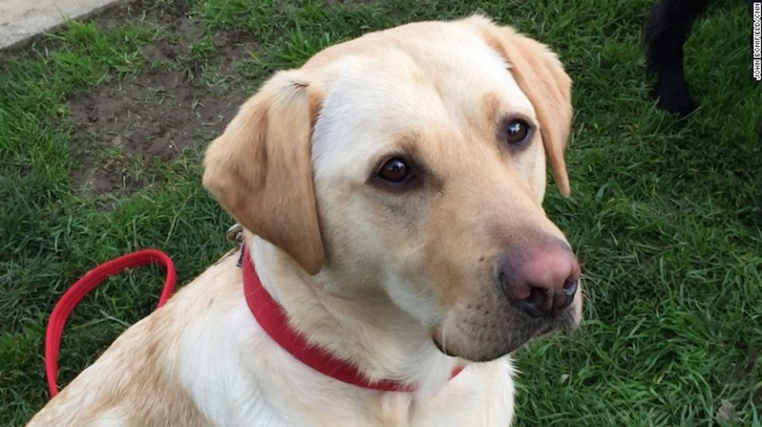 Kiwi, un labrador amarillo, fue perro guía. Ella es una fantástica solucionado de problemas. Cualquier perro tiene un poderoso sentido del olfato, pero los perros cazadores como Kiwi, son más fáciles de entrenar.