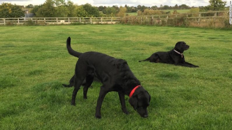 Karry, que tiene un cuarto de retriever de pelo rizado y tres cuartos de labrador, se excitaba fácilmente como para ser un perro de asistencia para pacientes diabéticos. Ahora está concentrada en resolver problemas: está aprendiendo a oler cáncer de próstata.