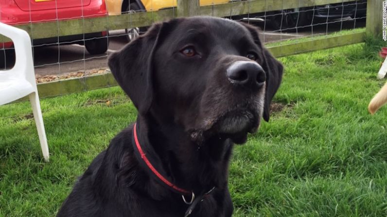 Ulric, un cruce entre labrador y golden retriever y tiene un poco de perro de agua irlandés. Es uno de los canes que huele pruebas médicas para detectar cáncer en seres humanos.