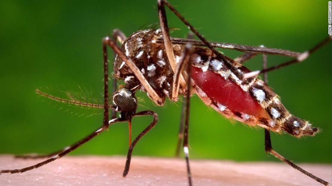 El mosquito Aedes aegypti prospera en climas tropicales y, por lo general, vive alrededor de los edificios en las zonas urbanas.