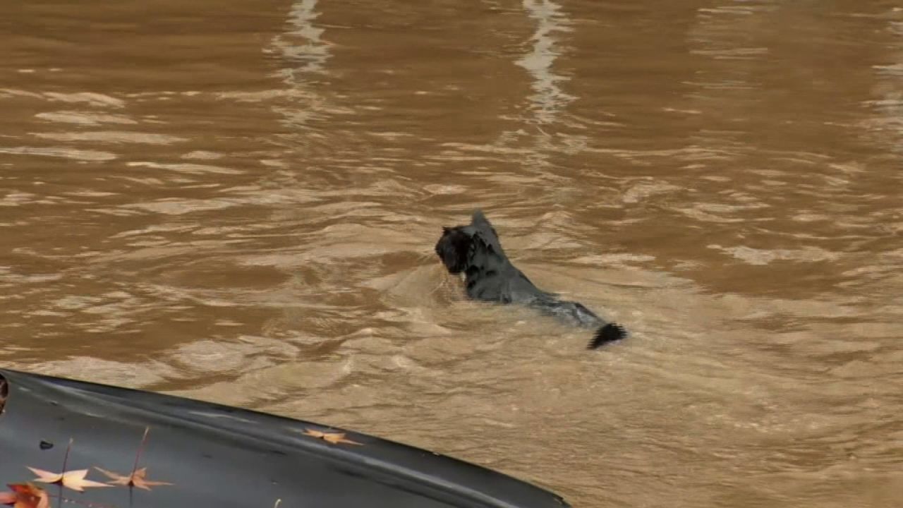 cat swimming in flood water, raccoon under traffic barricade