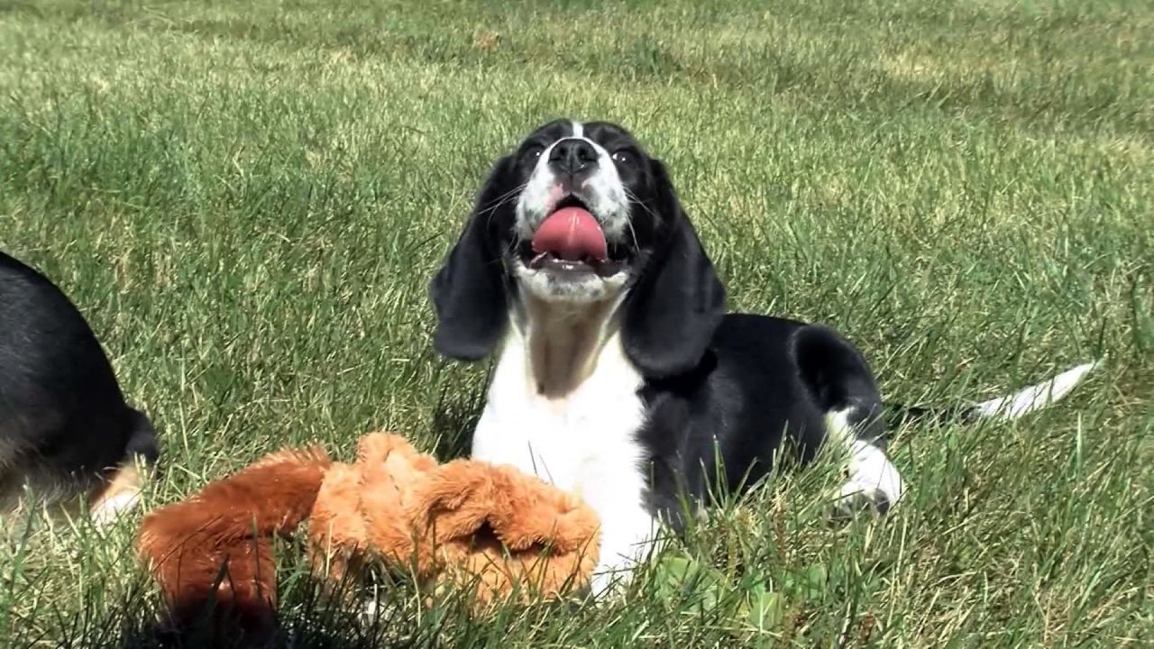 NS Slug: WORLD'S FIRST PUPPIES BORN BY IVF (AWW!)  Keywords: DOGS