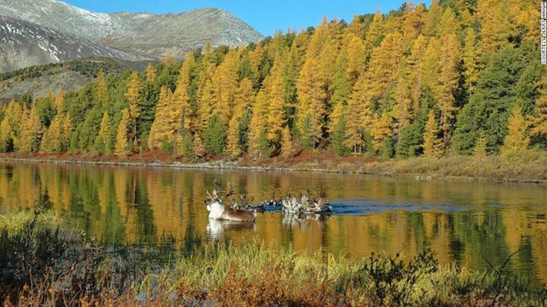 Renos que nadan – Los renos tienen la capacidad de nadar con facilidad. "Esto se debe a que tienen cabellos de invierno huecos que actúan como un salvavidas de primera", dice Jerry Haigh, un veterinario de fauna silvestre, quien tomó esta foto.