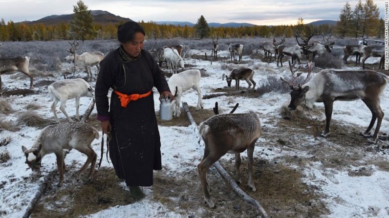 Los últimos de su especie – Los Dukha son conocidos como "el pueblo de renos" porque viven con renos y los pastorean. Son los únicos pastores de renos de Mongolia.