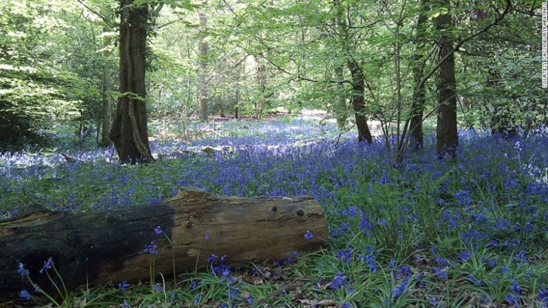 Bosque Whippendell, Reino Unido — El bosque de Naboo, en donde Jar Jar conoce a Obi-Wan kenobi y a Qui-Gon Jinn en La amenaza fantasma, se recreó en Inglaterra.